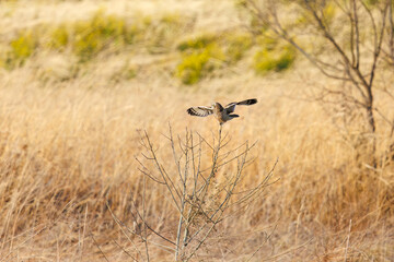 夕暮れに葦原の止まり木に飛びつく美しいコミミズク（フクロウ科）。

日本国埼玉県、荒川河川敷にて。
2024年3月23日撮影。

A beautiful Short-eard Owl (Asio flammeus, family comprising owls) jump at the branch of a reed bed in twilight.

At Arakawa riverbed, 