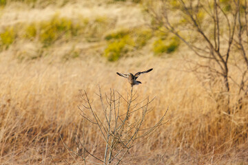 夕暮れに葦原の止まり木に飛びつく美しいコミミズク（フクロウ科）。

日本国埼玉県、荒川河川敷にて。
2024年3月23日撮影。

A beautiful Short-eard Owl (Asio flammeus, family comprising owls) jump at the branch of a reed bed in twilight.

At Arakawa riverbed, 