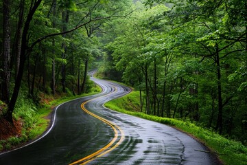 A scenic winding road cuts through the heart of a lush green forest