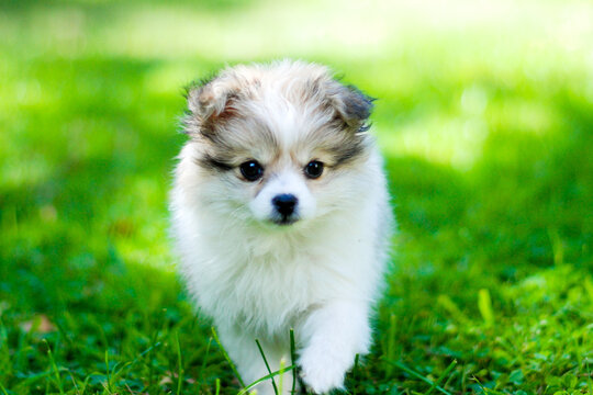 Doggies