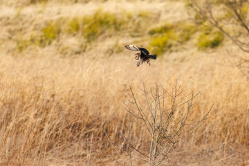 夕暮れの葦原から飛び出す美しいコミミズク（フクロウ科）。

日本国埼玉県、荒川河川敷にて。
2024年3月23日撮影。

A beautiful Short-eard Owl (Asio flammeus, family comprising owls) flying out of a reed bed in twilight.

At Arakawa riverbed, Saitama pref
