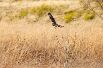 夕暮れの葦原から飛び出す美しいコミミズク（フクロウ科）。

日本国埼玉県、荒川河川敷にて。
2024年3月23日撮影。

A beautiful Short-eard Owl (Asio flammeus, family comprising owls) flying out of a reed bed in twilight.

At Arakawa riverbed, Saitama pref