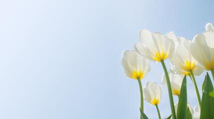 Yellow tulips reach for the blue sky. Sunny day. Place for text