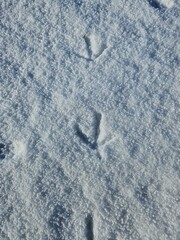 Bird print in bright ice