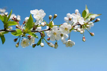 White apple tree flowers on a branch on a sunny day against a blue sky