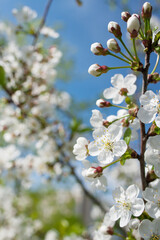 White apple tree flowers on a branch on a sunny day