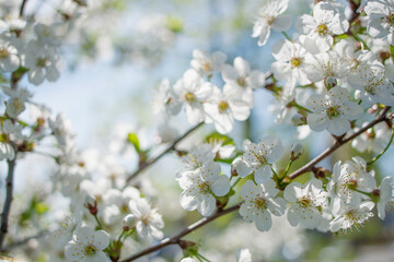 White apple tree flowers on a branch against a cloudy sky