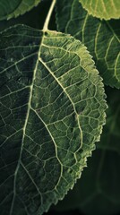 Close-up of a green leaf texture