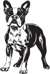 Boston Terrier  Vector - obrazy, fototapety, plakaty