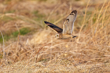 夕暮れに狩りのために葦原を飛翔する美しいコミミズク（フクロウ科）。

日本国埼玉県、荒川河川敷にて。
2024年3月23日撮影。

Beautiful Short-eard Owl (Asio flammeus, family comprising owls) in flight to hunt of a reed bed in twilight.

At Arakawa riverbed, Sa
