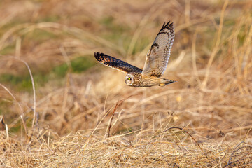 夕暮れに狩りのために葦原を飛翔する美しいコミミズク（フクロウ科）。

日本国埼玉県、荒川河川敷にて。
2024年3月23日撮影。

Beautiful Short-eard Owl (Asio flammeus, family comprising owls) in flight to hunt of a reed bed in twilight.

At Arakawa riverbed, Sa