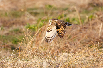 夕暮れに狩りのために葦原を飛翔する美しいコミミズク（フクロウ科）。

日本国埼玉県、荒川河川敷にて。
2024年3月23日撮影。

Beautiful Short-eard Owl (Asio flammeus, family comprising owls) in flight to hunt of a reed bed in twilight.

At Arakawa riverbed, Sa