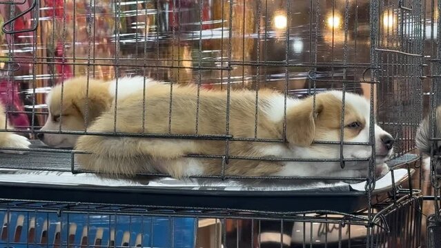Cute puppies in a cage. Street sale of pets. Dog in a cage for sale at traditional market