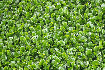 Common water hyacinth (Eichhornia crassipes) background. It is a flowering aquatic plant that can be found in a variety of freshwater habitats, including lakes, rivers, canals, ponds, and ditches.