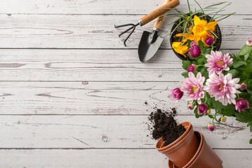 Top view of gardening tools and flowers: top view of chrysanthemums, crocus, spade, rake, pot with soil, and wooden plant markers on wood. Space for text