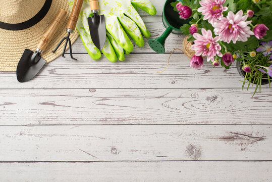 Garden care motif showcasing blossoming flowers: top view of chrysanthemums, hat and gardening gear—watering can, rake, spade, gloves—arranged on wooden background, providing space for customized text