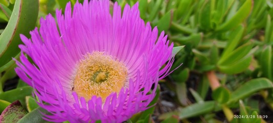 fleur en gros plan mauve  © Studio Photo