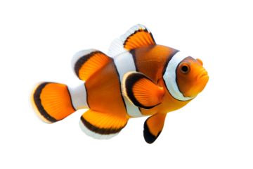 clown fish on transparent background