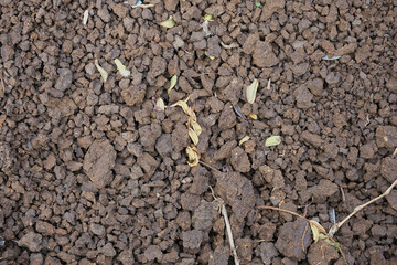 Dry soil with dry leaves