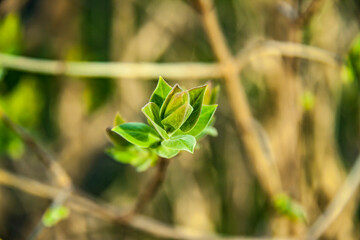 Green sprout in the spring blurred background.Photo spring .
