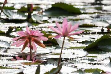 Close up view of couple of pink waterlily in bloom floating on the lake