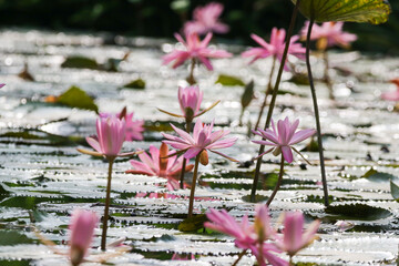 Close up view of couple of pink waterlily in bloom floating on the lake