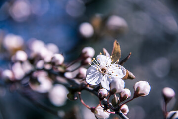 Spring branch of a tree with blossoming white small flowers on a blurred background. Spring background with white flowers on a tree branch. - 772849742