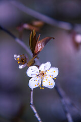 Spring branch of a tree with blossoming white small flowers on a blurred background. Spring background with white flowers on a tree branch. - 772851315