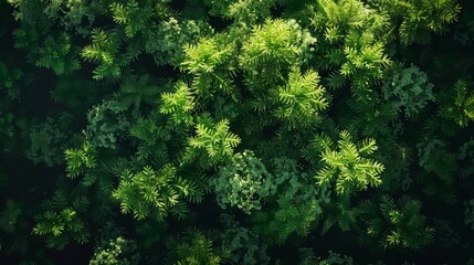 A lush green forest with many trees and leaves. The forest is full of life and energy, and it gives off a sense of peace and tranquility