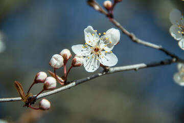 Spring branch of a tree with blossoming white small flowers on a blurred background. Spring background with white flowers on a tree branch. - 772852797