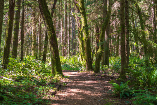 Illahee Preserve Nature preserve in Washington State