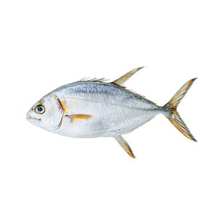 Obraz premium Fish isolated on white background, seabass fish , ocean fish ,raw fish