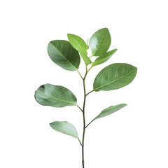 Fototapeta premium Green plant isolated on white background, green leaves, green leaves with stem 