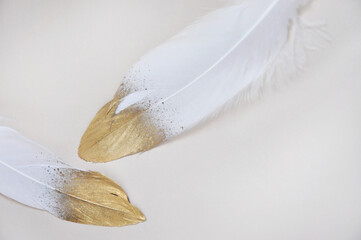 Close up Beautiful White and Golden Feathers on Background