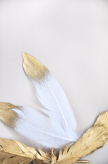 Close up Golden and White Feathers on Background