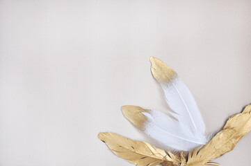 Beautiful Golden and White Feathers on Blank Background