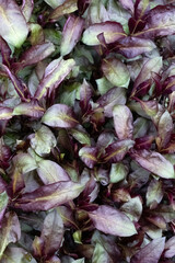 Closeup of red leaves of Phlox paniculata 'Starfire' in early Spring