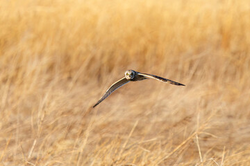 夕暮れに狩りのために葦原を飛翔する美しいコミミズク（フクロウ科）。

日本国埼玉県、荒川河川敷にて。
2024年3月23日撮影。

Beautiful Short-eard Owl (Asio flammeus, family comprising owls) in flight to hunt of a reed bed in twilight.

At Arakawa riverbed, Sa
