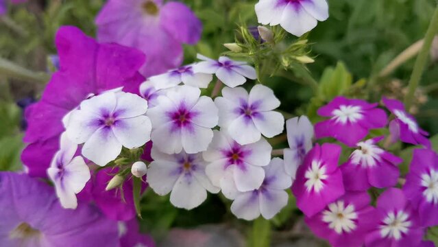 Hybrid annual phlox flowers bloom in the garden - 60 fps video.
