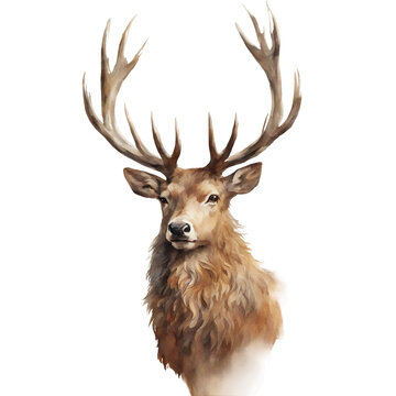 A majestic stag with antlers adorned with autumn leaves, rendered in a detailed watercolor with a focus on warm browns and golds. White background.