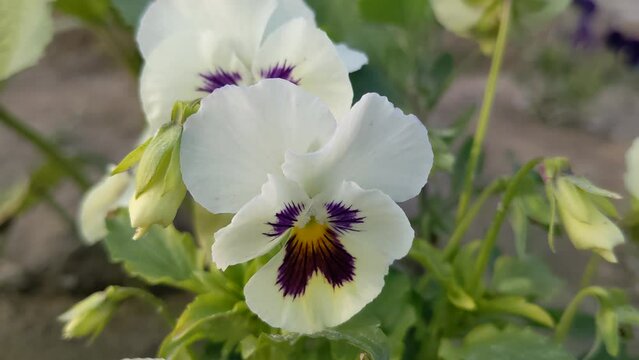 Hybrid white and violet-colored pansy flowers are blooming in the garden