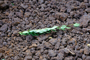 Green leaves fall on the dry ground