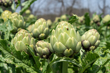 Organic Artichoke fields in picking season