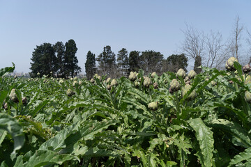 Organic Artichoke fields in picking season