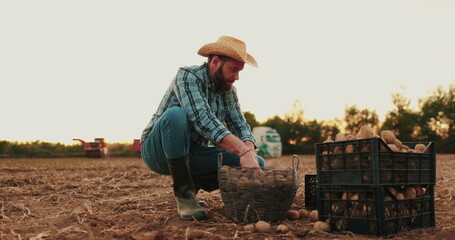 A farmer in the field collects potatoes in boxes. Agriculture, potato entrepreneur, field business,...