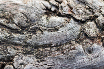 Natural wood texture. Old tree.