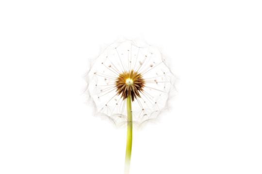 Dandelion Flower on White Background. On a White or Clear Surface PNG Transparent Background..