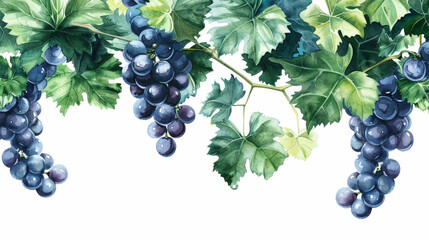 Watercolor grapes branch with green leaves on white background. Botanical banner