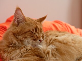 Sleeping ginger Maine coon cat on an orange bean bag chair. Close-up