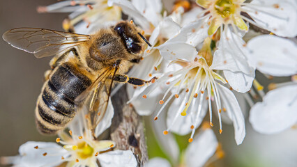 Eine Biene auf einer Kirschblüte im Frühling.